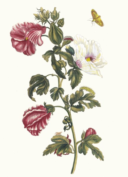 Althea. From the Book Metamorphosis insectorum Surinamensium, 1705. Private Collection.