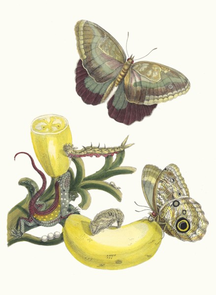Baccores. From the Book Metamorphosis insectorum Surinamensium, 1705. Private Collection.