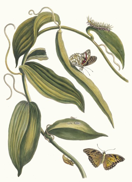 Banille. From the Book Metamorphosis insectorum Surinamensium, 1705. Private Collection.