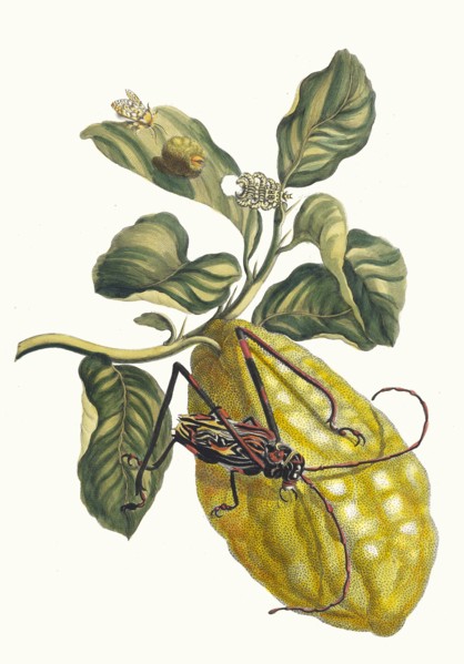 Citronier. From the Book Metamorphosis insectorum Surinamensium, 1705. Private Collection.