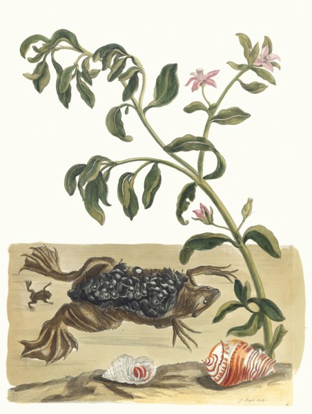 Cresson. From the Book Metamorphosis insectorum Surinamensium, 1705. Private Collection.