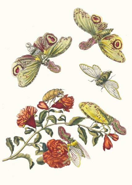 Grenadier. From the Book Metamorphosis insectorum Surinamensium, 1705. Private Collection.
