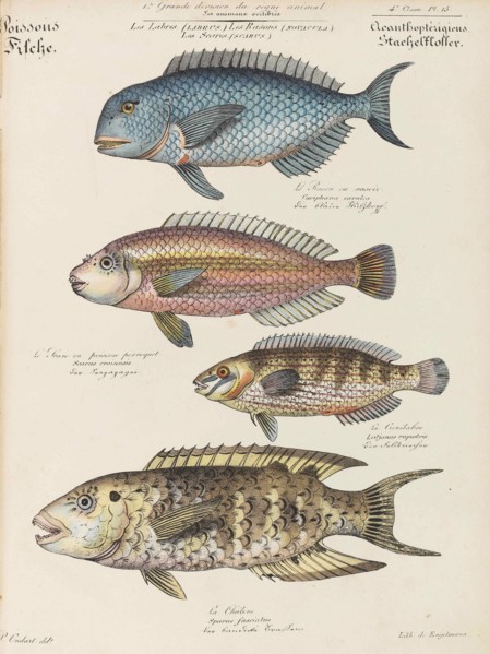 Cours d'histoire naturelle, 1825-1826. Private Collection.