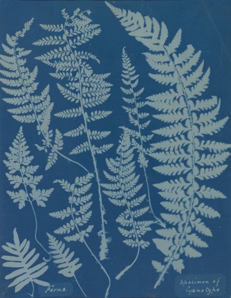 Ferns. Specimen of Cyanotype, 1840s.