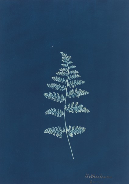 Hothocleana, c. 1850s.