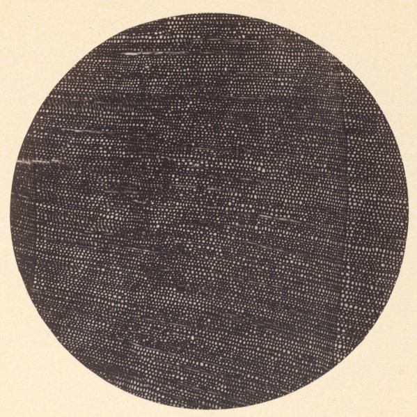 Microphotograph of Traverse Section of Wood (Salisburia), 1870s.