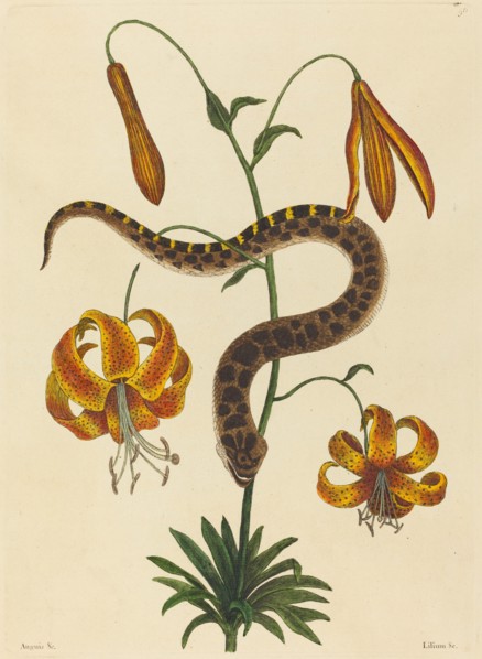 The Hog-nose Snake (Boa contortrix), published 1731-1743.