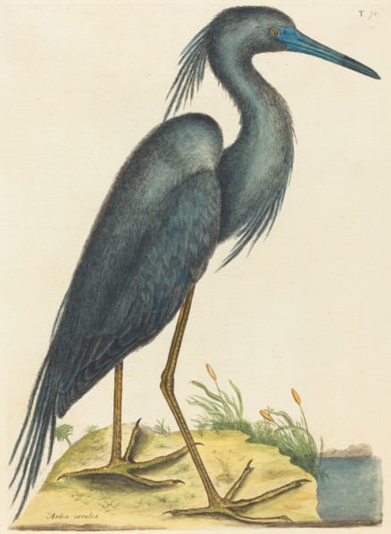 The Blue Heron (Ardea coerulea), published 1731-1743.