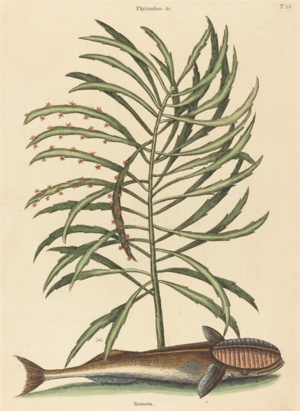 The Sucking Fish (Echeneis naucratis), published 1731-1743.