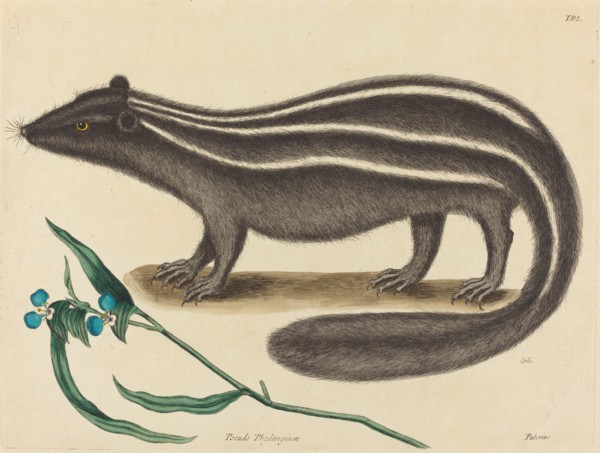 The Pole Cat (Viverra putorius), published 1731-1743.