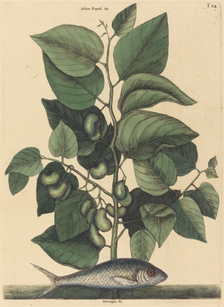 The Pilchard (Argentina carolina), published 1731-1743.