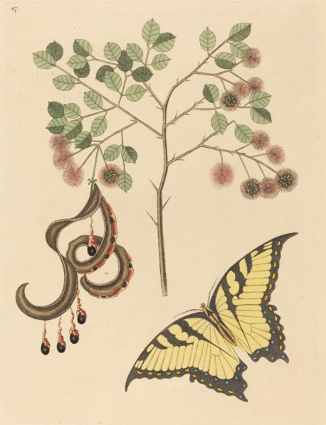 Cat's Claw (Mimosa circinalis), published 1731-1743.
