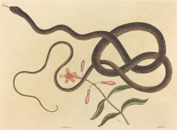 The Coach-whip Snake (Coluber flagellum), published 1731-1743.