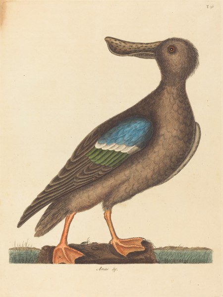 The Blue Winged Shoveler (Anas clypeata foemina), published 1754.