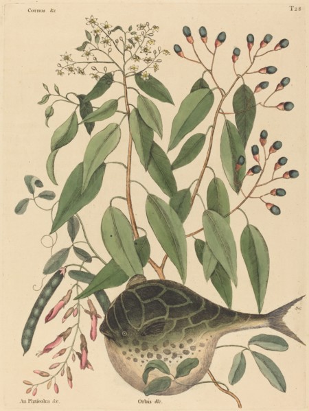 The Globe Fish (Tetrodon lagocephalus), published 1731-1743.