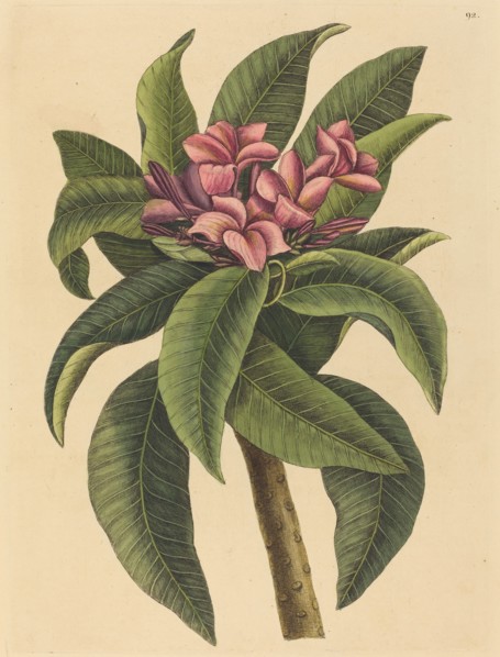 Red Frangipanni (Plumeria rubra), published 1731-1743.