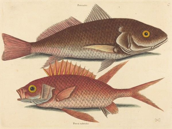 The Croker (Perca undulata), published 1731-1743.