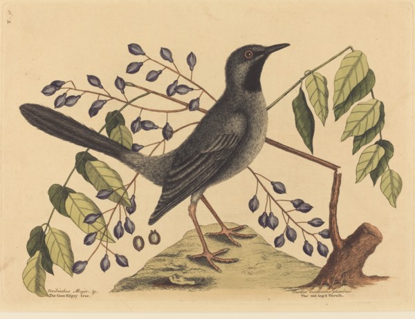 The Red Legged Thrush (Turdus plumbeus), published 1731-1743.