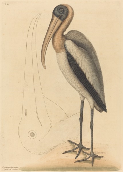 The Wood Pelican (Tantalus Loculator), published 1731-1743.