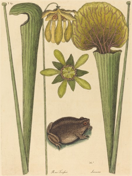 The Land Frog (Rana), published 1731-1743.