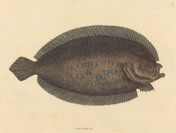 The Sole (Pleuronectes lunatus), published 1731-1743.