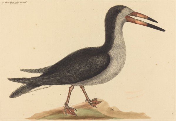 The Cutwater (Rhynchops nigra), published 1731-1743.
