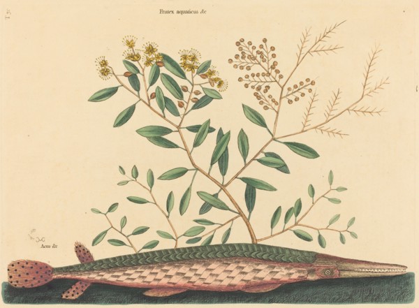The Green Gar Fish (Esox osseus), published 1731-1743.