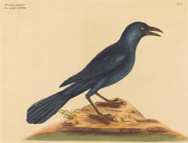 The Purple Jack Daw (Gracula Quiscula), published 1731-1743.