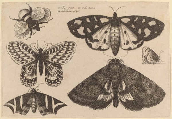 Three Moths, Two Butterflies, and a Bumble Bee, 1646.