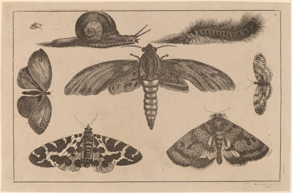 Six Insects, a Caterpillar, and a Snail.