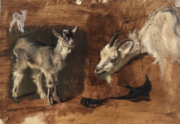 Goats.