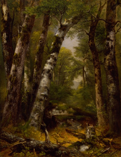 Woodland Glen, ca. 1850-1855.