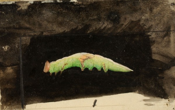 Larger Spotted Beach Leaf Edge Caterpillar, study for book Concealing Coloration in the Animal Kingdom, late 19th-early 20th century.