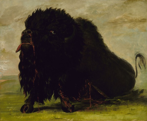 Dying Buffalo, Shot with an Arrow, 1832-1833.
