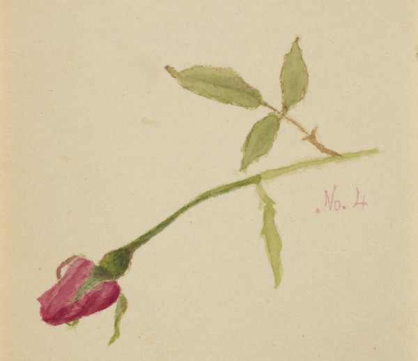 Untitled (Rose), 1872.