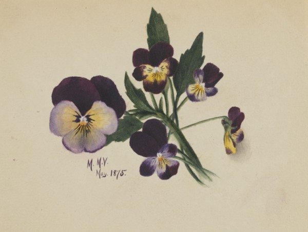 Untitled (Pansies), 1875.