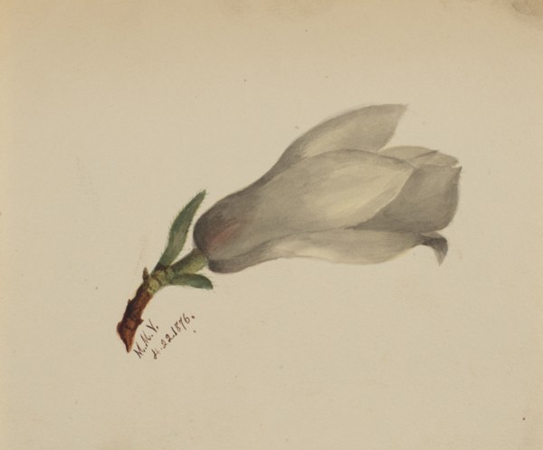 (Untitled--Flower Study), 1876.