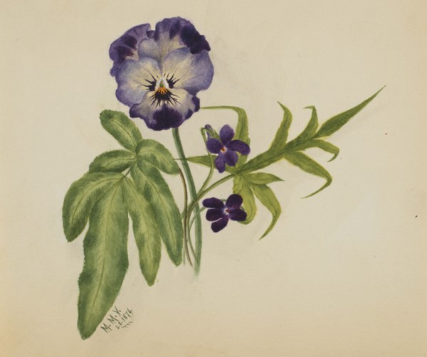 Untitled (Pansy), 1876.