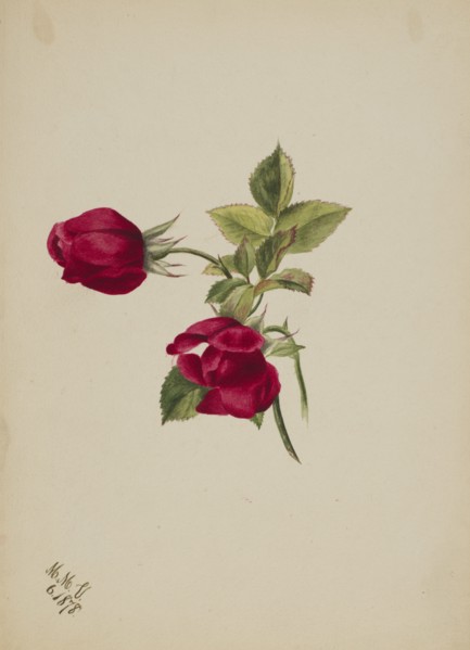 (Untitled--Rose), 1878.