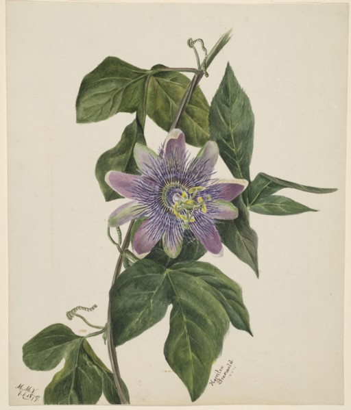 (Untitled--Flower Study), 1879.