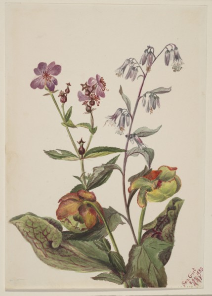 Meadow Beauty (Rhexia virginica), Rattlesnake Roat (Nabalus albus), Pitcherplant (Sarracenia purpurea), 1880.