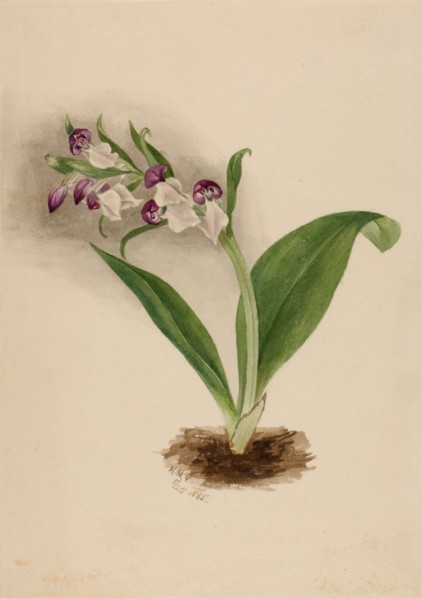 Showy Orchids (Orchis spectabilis), 1885.