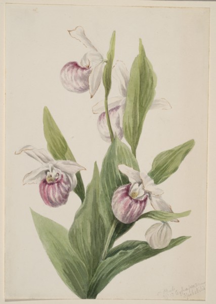Queen's Slipper (Cypripedium reginae), 1897.