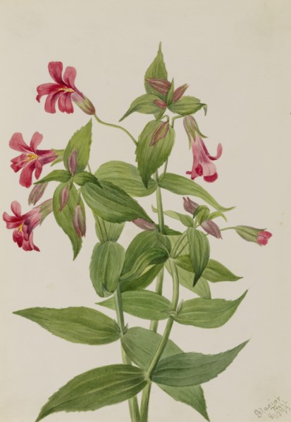 Lewis Monkey Flower (Mimulus lewisii), 1899.