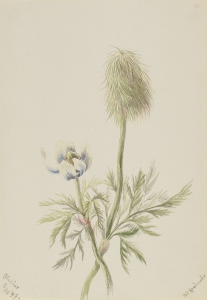 Pulsatilla occidentalis, 1899.
