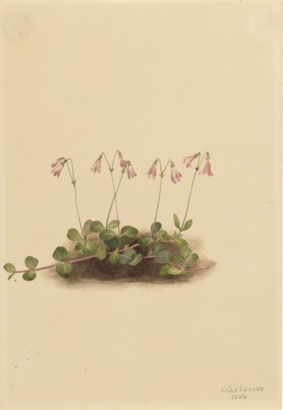 American Twinflower (Linnaea borealis americana), 1902.