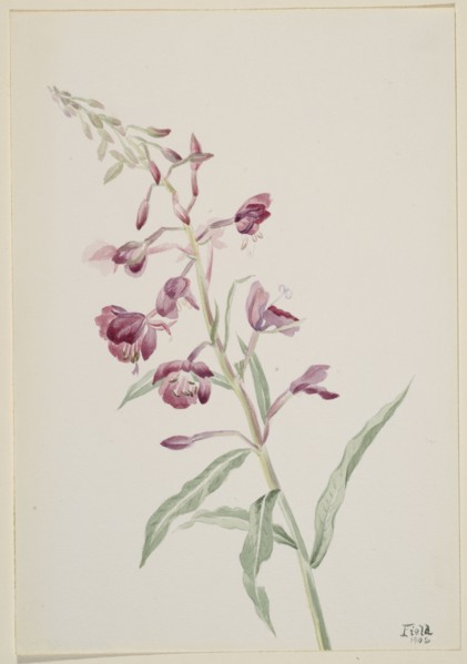Fireweed (Epilobium angustifolium), 1902.