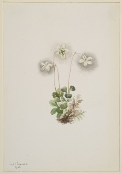 Wood-Nymph (Moneses uniflora), 1902.