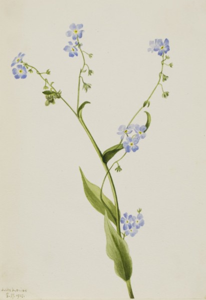 Bur-forget-me-not (Lappula diffusa), 1903.