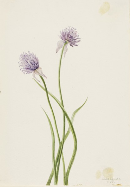 Siberian Onion (Allium sibericum), 1903.